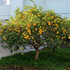 Meyer Lemon Tree (7863713857791) Eureka Lemon Tree, Evergreen Landscape, Meyer Lemon Tree, Avocado Tree, California Garden, Patio Plants, Meyer Lemon, Citrus Trees, Lemon Tree