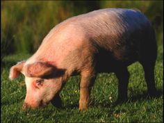 a small pig standing on top of a lush green field