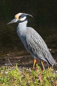 a bird is standing in the grass near water