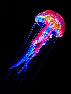 a colorful jellyfish floating in the dark water