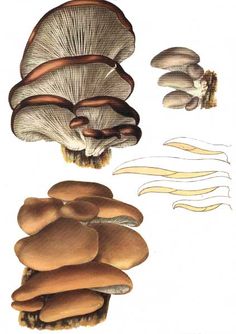 several different types of mushrooms on a white background