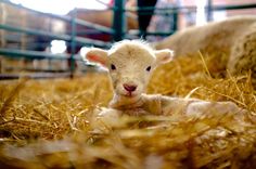 a baby lamb is laying down in the hay