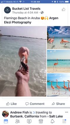 an instagram with pictures of flamingos in the water