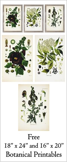 four botanical prints with flowers and leaves on them