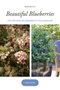 beautiful blueberries tips for using blueberries in the landscape