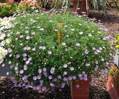 a potted plant with purple and white flowers in the center, surrounded by other plants