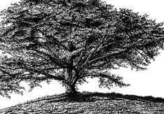 a black and white drawing of a tree on a hill