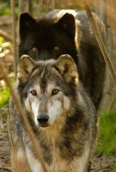 530 MAGNIFICENT, MONOGAMOUS WOLVES ideas | beautiful wolves, wolf love ...