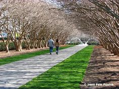 two people walking down a path lined with trees