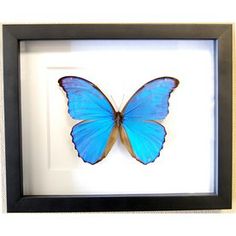 Stunning Morpho didius or Giant Blue Morpho in an 8" x 10" black wood frame.  These beauties come from Peru.  Amazing sheen and iridescence.  $150.00