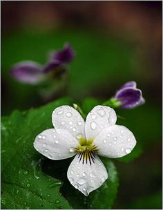 white and purple flowers with water droplets on them sitting on green leaves in the rain