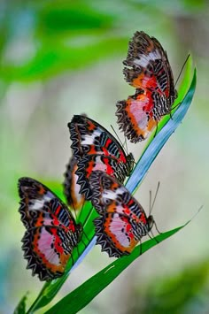 black and white photograph of three butterflies on a plant