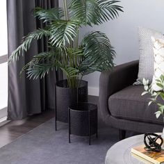 a living room filled with furniture and a potted plant