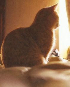 an orange cat sitting on top of a bed next to a window