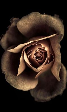 a black and white photo of a rose