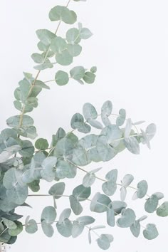 a plant with green leaves is shown against a white background