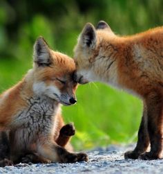 two foxes are playing with each other on the road