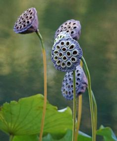 two purple flowers with green leaves near water