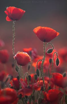 some red flowers that are in the grass