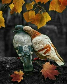 two birds sitting on top of a tree branch next to yellow and orange leaves in the fall