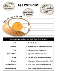 Egg Worksheet - Organic Valley Homeschool Science, Homeschooling ...