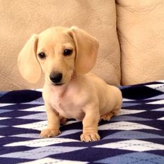 a small dog sitting on top of a blue and white checkered bed spread next to a couch