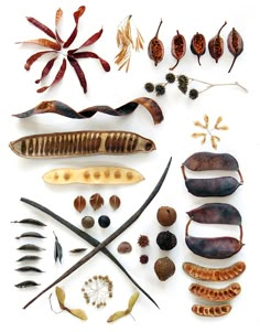 several different types of plants and seeds on a white surface