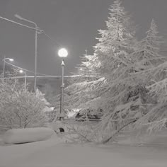 snow covered trees and street lights at night