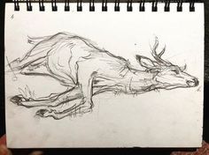 a drawing of a deer laying down on the ground