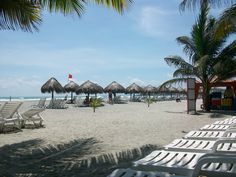 chairs and umbrellas are lined up on the beach with palm trees in the foreground