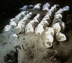 an image of many shells on the ground in the dark with light coming from them