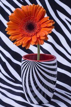 an orange flower in a striped vase on a black and white zebra print background,