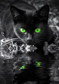 a black cat with green eyes is looking at the camera while standing in some water