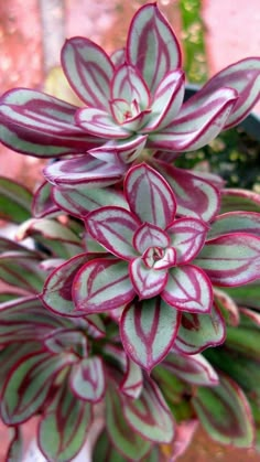 a close up of a pink and white flower