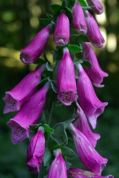 purple flowers are blooming in the garden