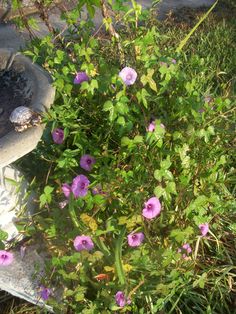 purple flowers growing out of the ground next to a bird bath