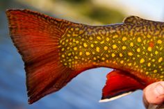 a brown and yellow fish with spots on it's body being held by a person