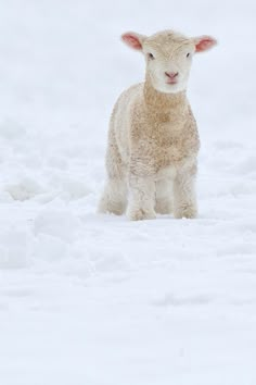 a sheep standing in the snow looking at the camera