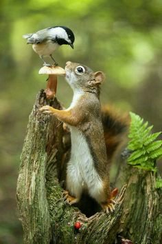 a bird perched on top of a tree stump with a squirrel sitting on it's back