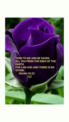 a purple rose with a bible verse on it