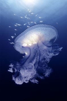 a large jellyfish swimming in the ocean