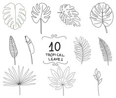 the top ten tropical leaves in black and white, with text that reads 10 tropical leaves