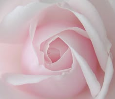 a close up view of a pink rose