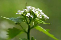 small white flowers with green leaves in the background