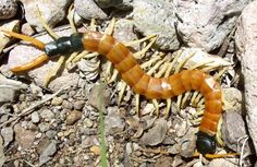 a brown and black caterpillar crawling on rocks