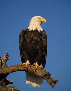 an eagle sitting on top of a tree branch with blue sky in the back ground