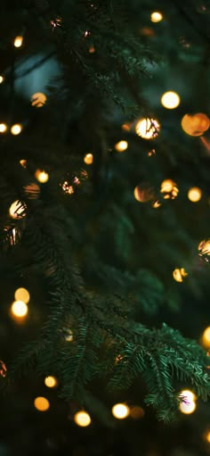 a close up view of a christmas tree with lights on it's branches in the background