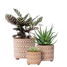 PRICES MAY VARY. 【Design Terracotta Pots】Handcrafted elegant design terra cotta planters for indoor plants or succulents. 【Size & Dimensions】Small: 4.7" in outer diameter x 4.5" in height; Medium: 6.3" in outer diameter x 6" in height; Large: 8.6" in outer diameter x 8" in height; Handmade products may have slightly imperfection. 【Classical & Elegant Design】This modern design handcrafted planter pot is glazed by hand and fired with high temperature. It could decorate your room with modern style, Terra Cotta Planters, Planters For Indoor Plants, Terracotta Planter, Mesh Netting, Modern Ceramics, Terracotta Pots, Decorate Your Room, Terra Cotta, Handmade Products