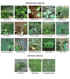 many different types of plants and shrubs