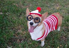 a small dog wearing a red and white striped shirt with glasses on it's head